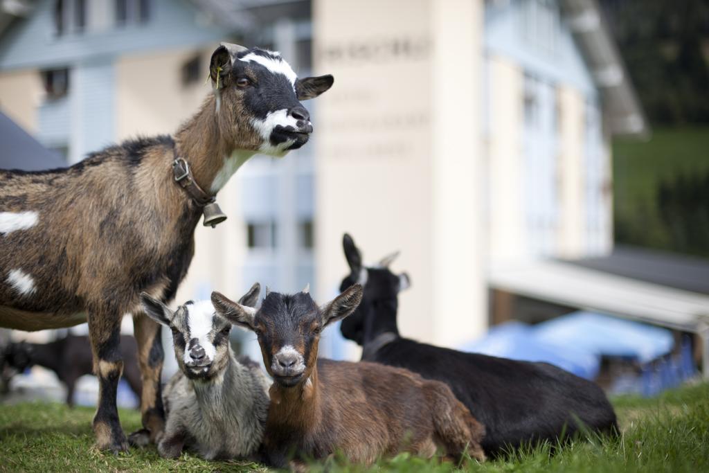 Hotel Rischli Sörenberg Kültér fotó